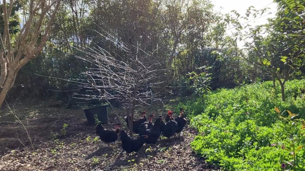 Vistalinda Farmhouse Faja dos Vimes Ngoại thất bức ảnh