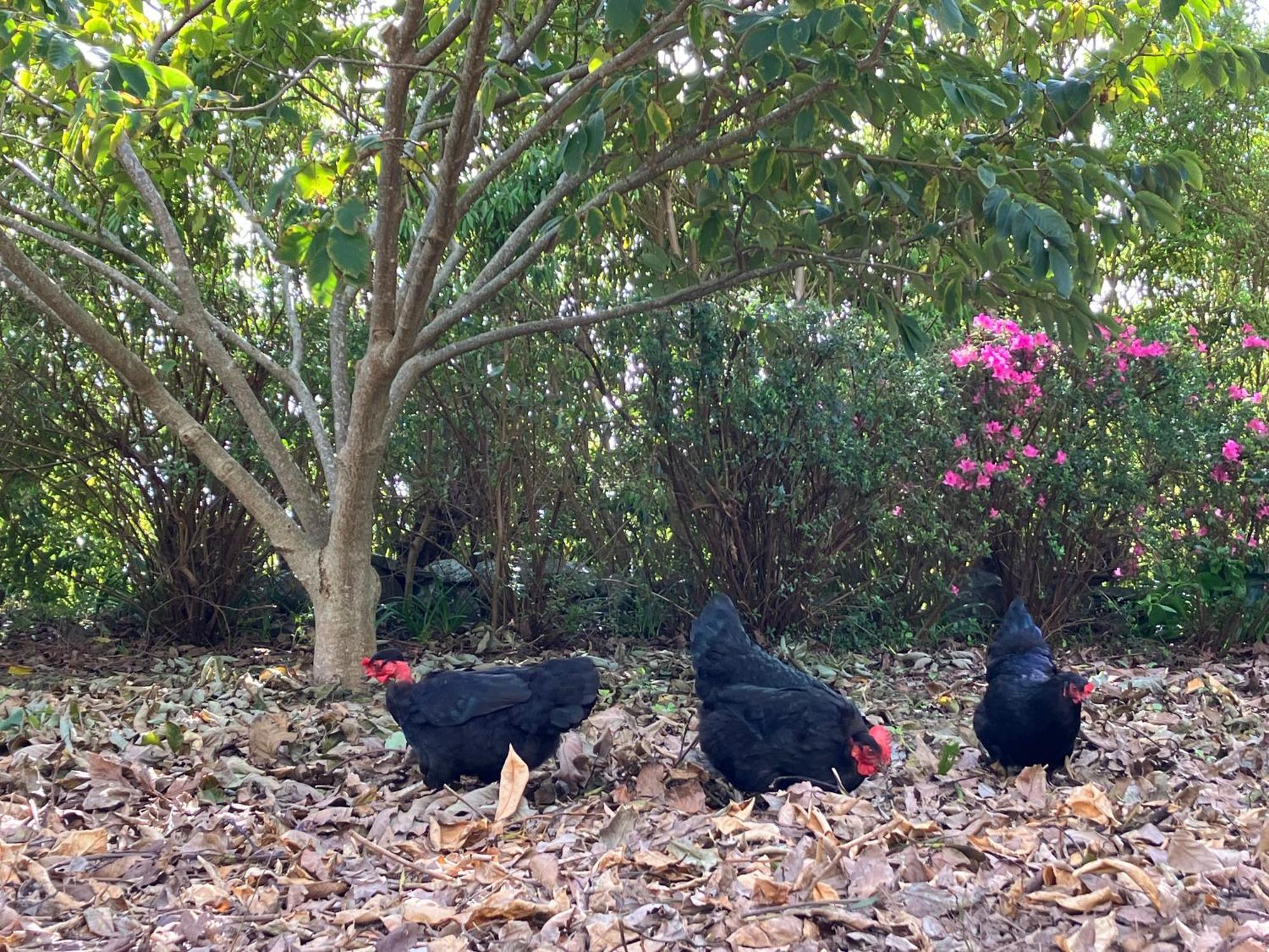 Vistalinda Farmhouse Faja dos Vimes Ngoại thất bức ảnh